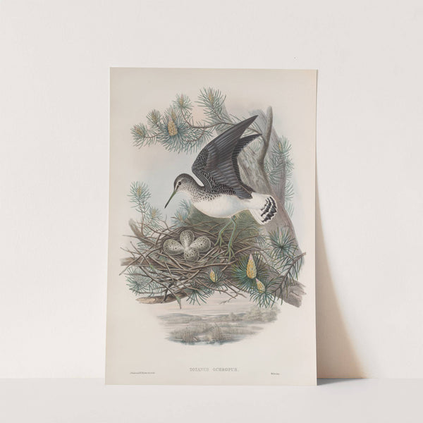 Totanus ochropus. Green Sandpiper. (1862-1873) by John Gould