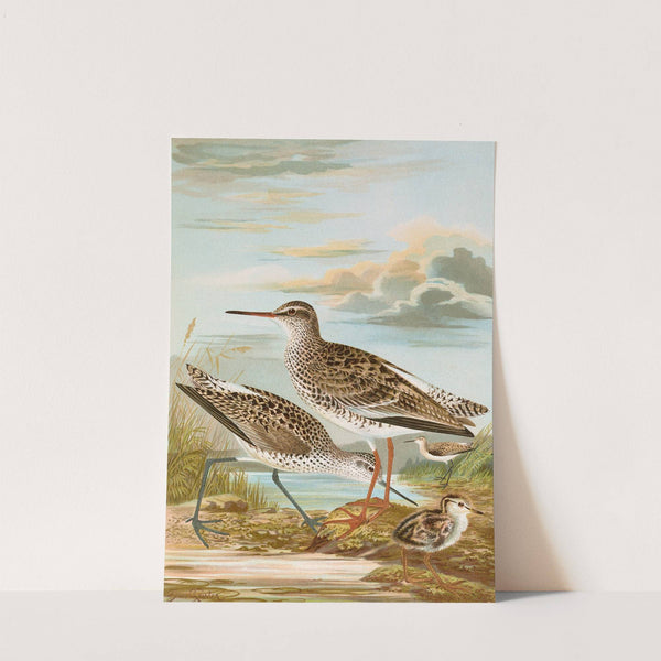 Totanus totanus, Totanus stagnatilis Bechst by Johann Friedrich Naumann