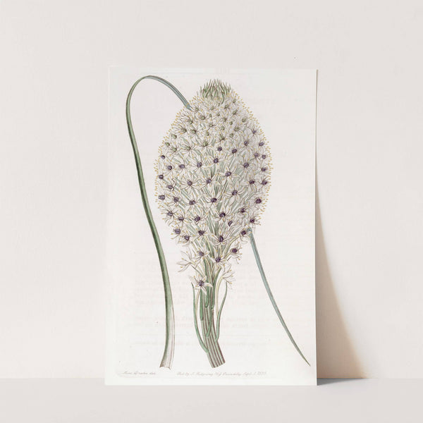 Tough-leaved Xerophyllum by Sydenham Edwards