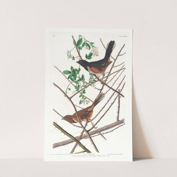 Towhe bunting by John James Audubon