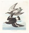 Townsend’s sandpiper