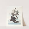 Townsend's sandpiper by John James Audubon