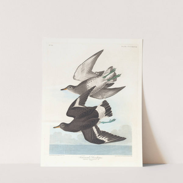 Townsend's sandpiper by John James Audubon