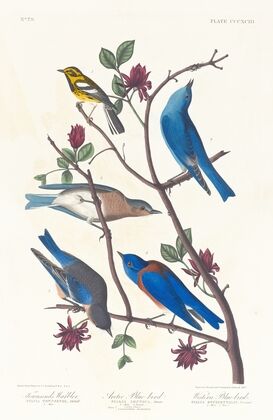 Townsend’s warbler. Arctic blue-bird. Western blue-bird