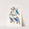 Townsend's warbler. Arctic blue-bird. Western blue-bird by John James Audubon