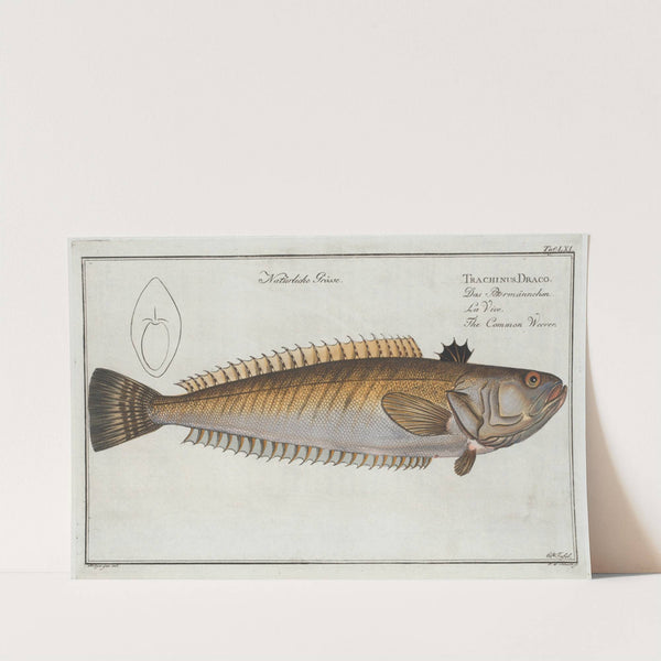 Trachinus Draco, The Common Weever. by Marcus Elieser Bloch