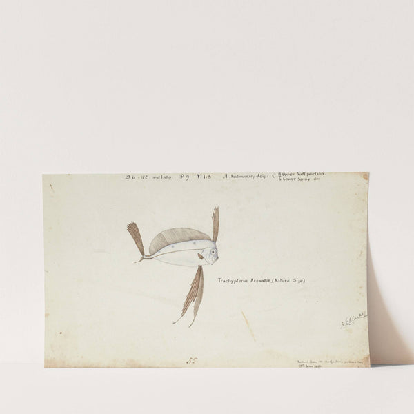 Trachipterus trachypterus (NZ) : Ribbonfish (1880) by Frank Edward Clarke