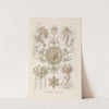 Trachomedusae. - Kolbenquallen by Ernst Haeckel