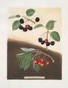 Tradescant, Millet’s and Amber-heart cherries. (1812)