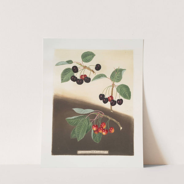 Tradescant, Millet’s and Amber-heart cherries. (1812) by George Brookshaw