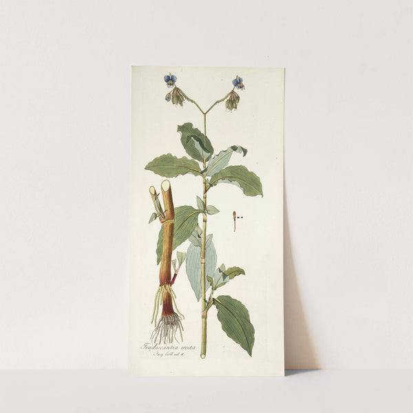 Tradescantia erecta (1781-1793) by Nikolaus Joseph Freiherr von Jacquin