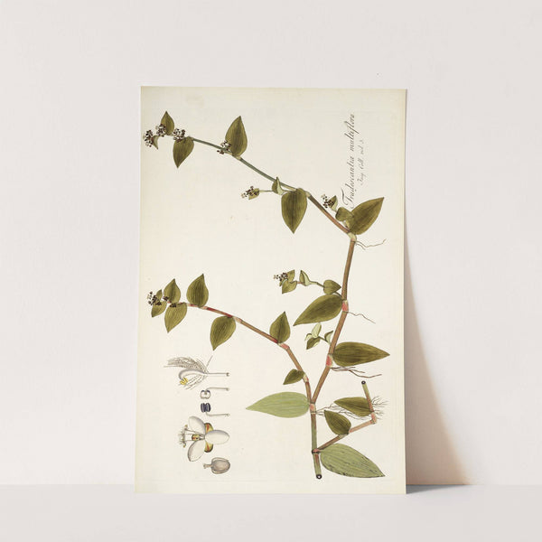Tradescantia multiflora (1781-1793) by Nikolaus Joseph Freiherr von Jacquin