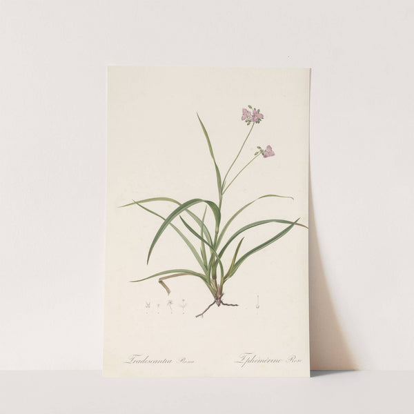 Tradescantia rosea (1802-1816) by Pierre Joseph Redouté