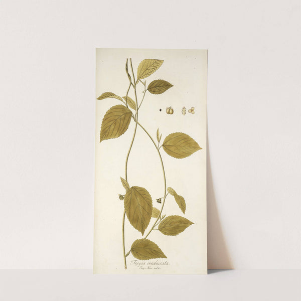 Tragia involucrata (1781-1793) by Nikolaus Joseph Freiherr von Jacquin