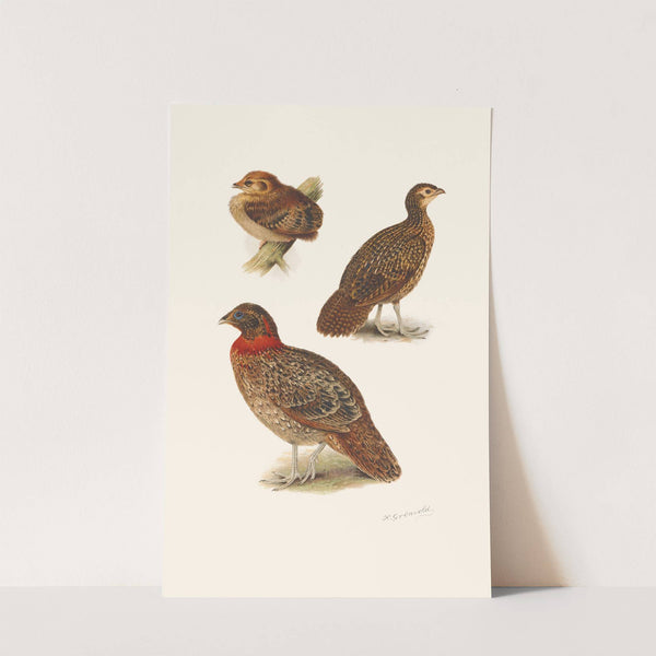 Tragopan Plumages by Henrik Gronvold