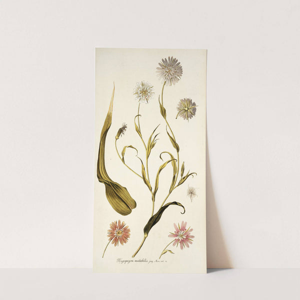 Tragopogon mutabilis (1781-1793) by Nikolaus Joseph Freiherr von Jacquin
