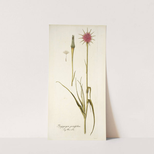 Tragopogon porrifolius by Nikolaus Joseph Freiherr von Jacquin