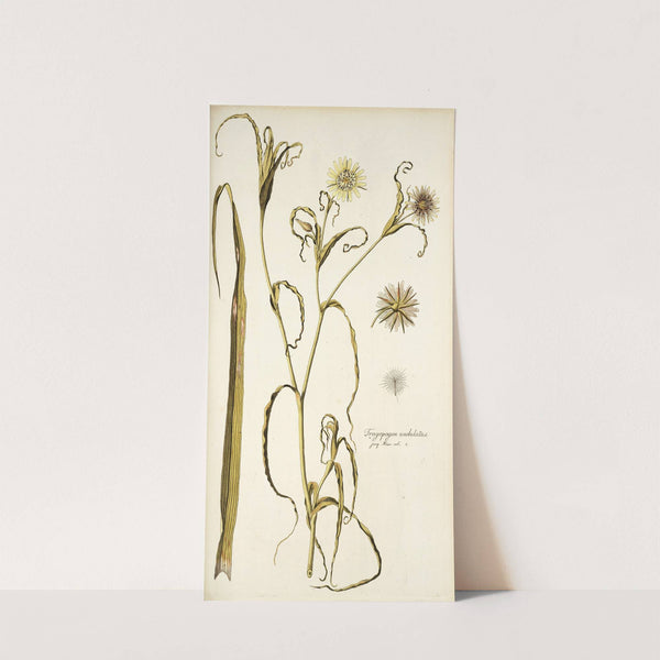 Tragopogon undulatus by Nikolaus Joseph Freiherr von Jacquin