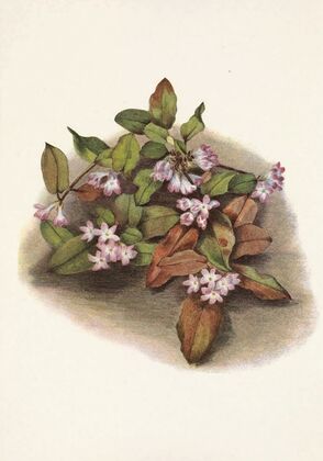 Trailing-arbutus. Epigaea repens (1925)