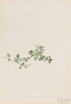 Trailing Houstonia (Houstonia procumbens) (1918)