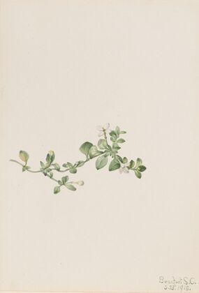 Trailing Houstonia (Houstonia procumbens) (1918)