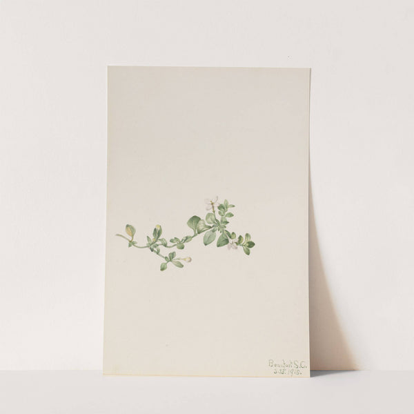 Trailing Houstonia (Houstonia procumbens) (1918) by Mary Vaux Walcott