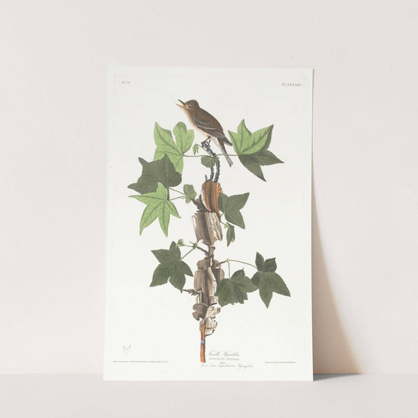 Traill's flycatcher by John James Audubon