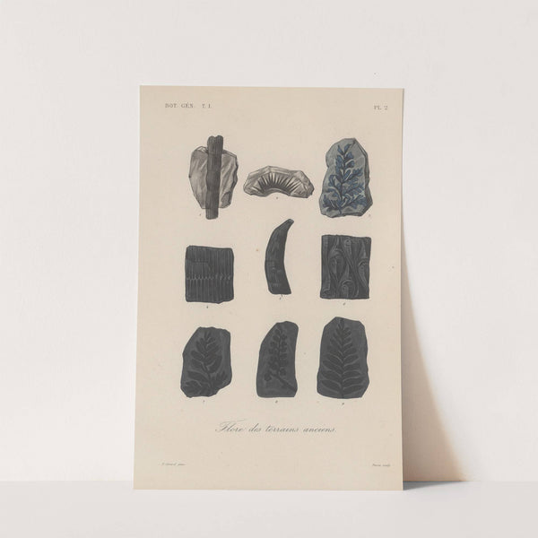 Traité de botanique générale Pl.002 by François Hérincq