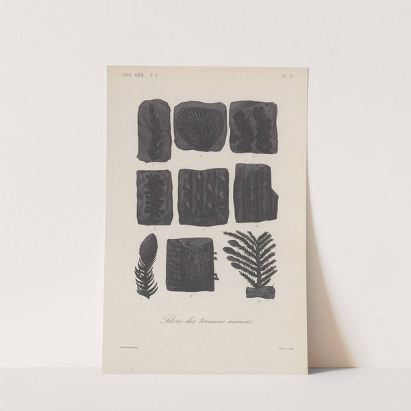 Traité de botanique générale Pl.003 by François Hérincq