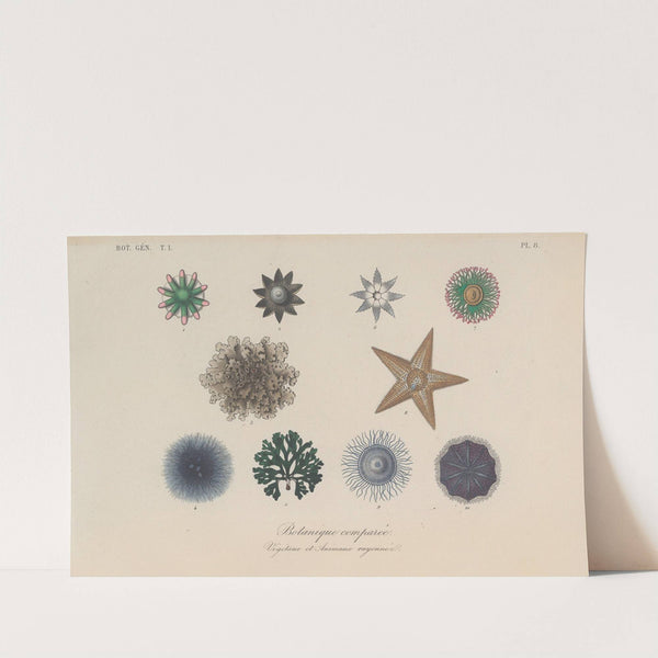 Traité de botanique générale Pl.008 by François Hérincq