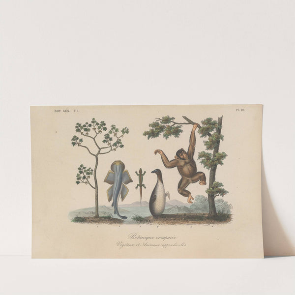 Traité de botanique générale Pl.010 by François Hérincq