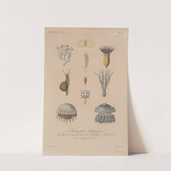 Traité de botanique générale Pl.011 by François Hérincq