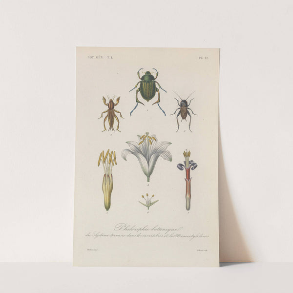 Traité de botanique générale Pl.012 by François Hérincq