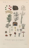 Traité de botanique générale Pl.014