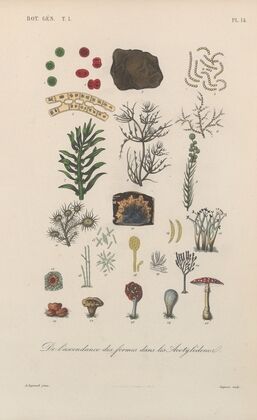 Traité de botanique générale Pl.014