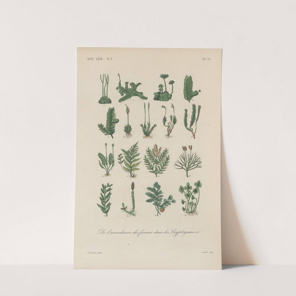 Traité de botanique générale Pl.015 by François Hérincq