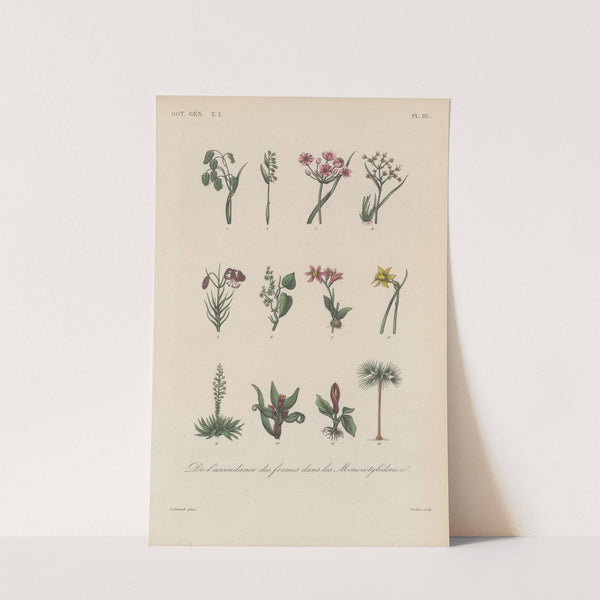 Traité de botanique générale Pl.016 by François Hérincq