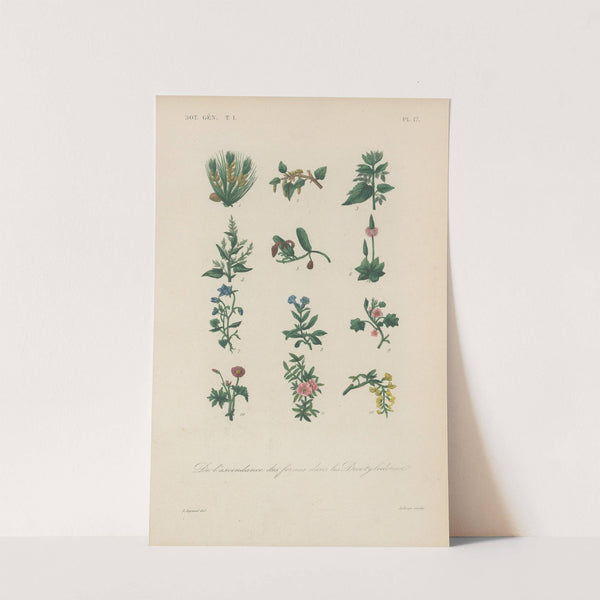 Traité de botanique générale Pl.017 by François Hérincq