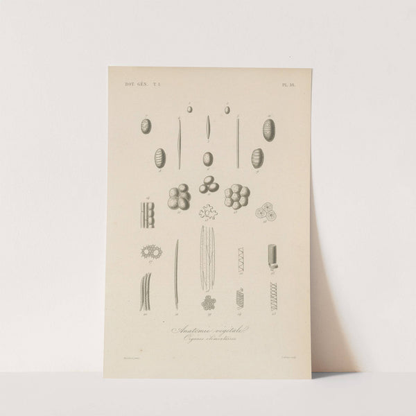 Traité de botanique générale Pl.018 by François Hérincq
