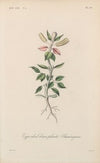 Traité de botanique générale Pl.020