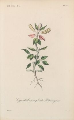Traité de botanique générale Pl.020