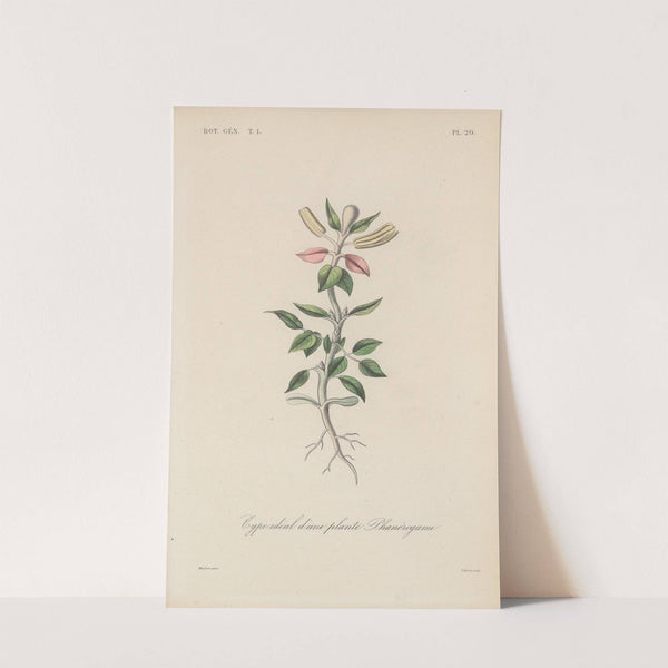 Traité de botanique générale Pl.020 by François Hérincq