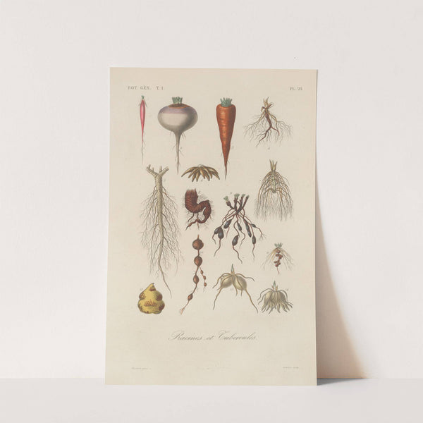 Traité de botanique générale Pl.021 by François Hérincq