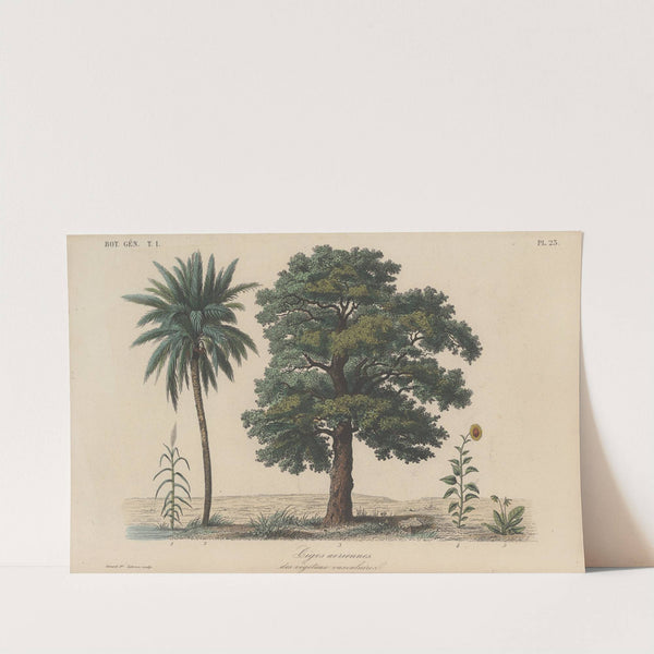 Traité de botanique générale Pl.023 by François Hérincq