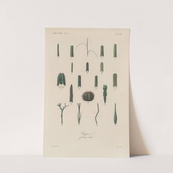 Traité de botanique générale Pl.024 by François Hérincq