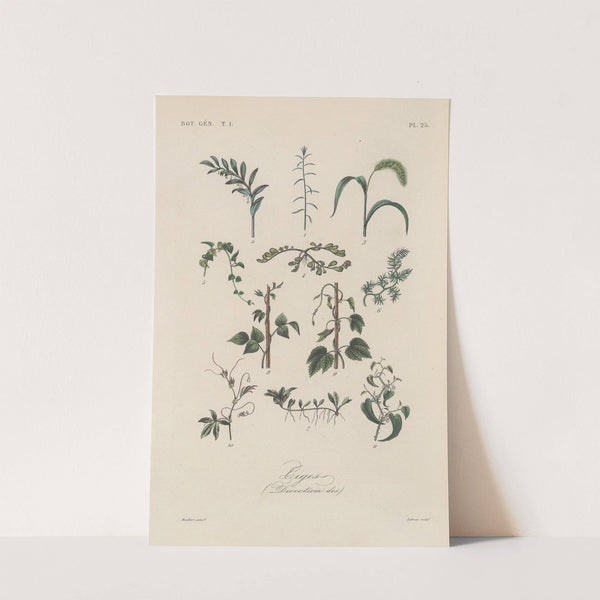 Traité de botanique générale Pl.025 by François Hérincq