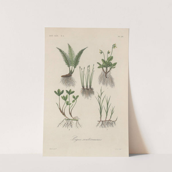 Traité de botanique générale Pl.026 by François Hérincq