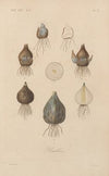 Traité de botanique générale Pl.027