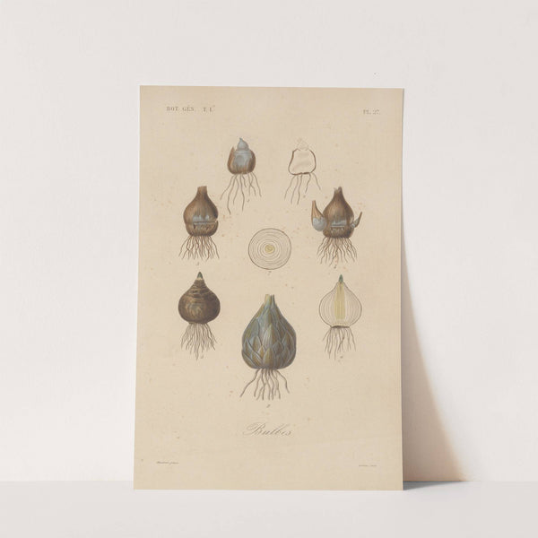 Traité de botanique générale Pl.027 by François Hérincq