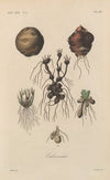 Traité de botanique générale Pl.028
